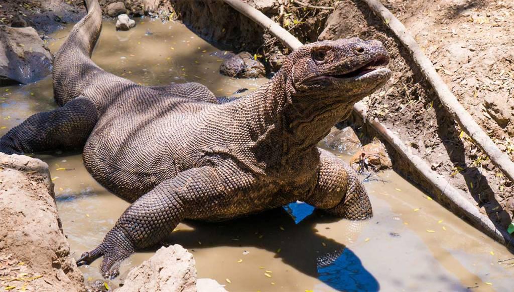 Labuan Bajo et les dragons de Komodo