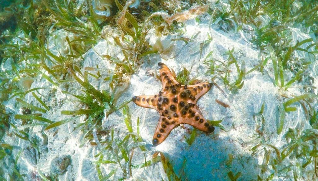 Labuan Bajo et les fonds marins